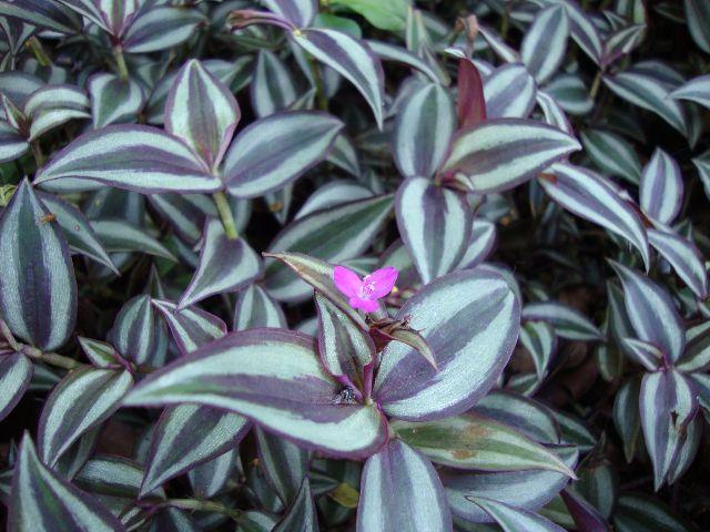 lá thài lài điều trị sa tử cung