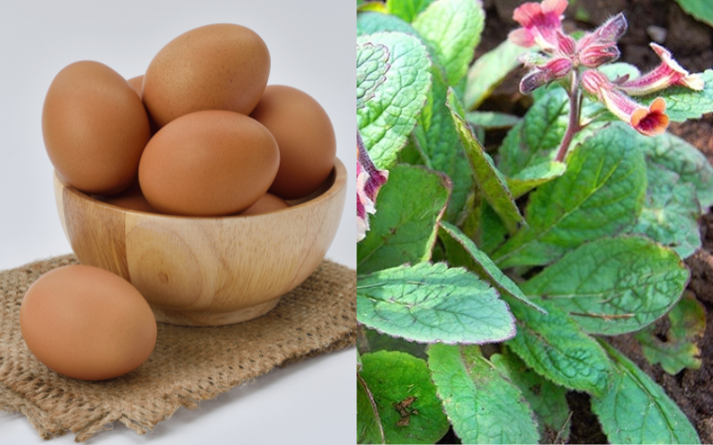 Sinh địa và trứng gà - Một trong những bài thuốc bổ thận, điều tiết nước tiểu phổ biến