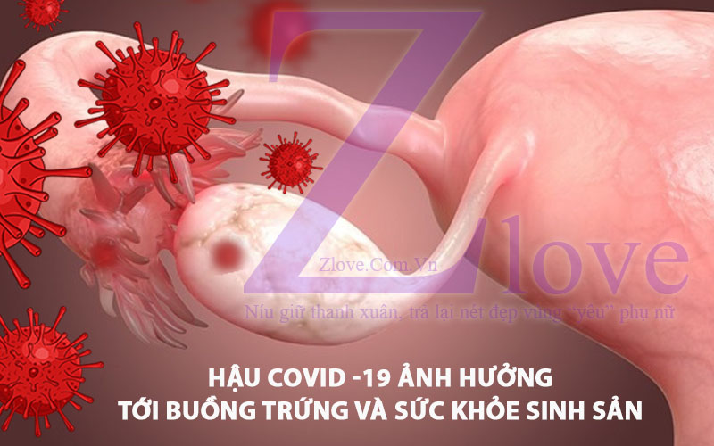 Các nghiên cứu cho thấy virus Sars-CoV-2 ảnh hưởng tới sự phát triển của buồng trứng và sức khỏe sinh sản nữ giới 