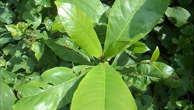 image007