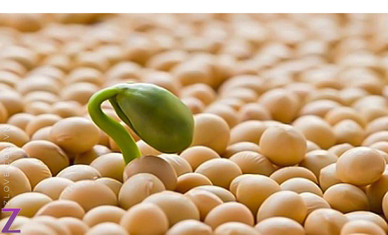 mam-dau-nanh-1