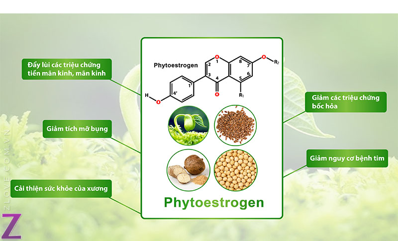 Phyto-estrogen có cấu trúc tương tự estrogen, được tìm thấy trong nhiều loại thực vật